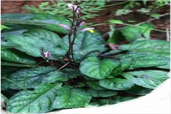 Gymnostachyum febrifugum